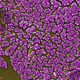 Methicillin-resistant Staphylococcus aureus bacteria / CDC / Jeff Hageman, M.H.S. / Janice Haney Carr